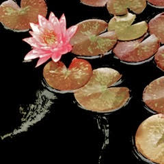 Water Lilies#15